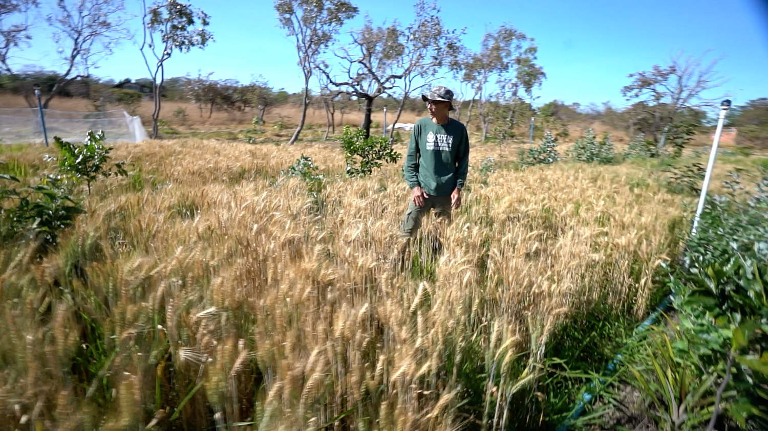 MORE THAN MULCH the benefits of having constantly occupied soil